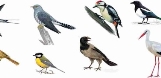 Відстань, яку долають перелітні птахи, вражає учених